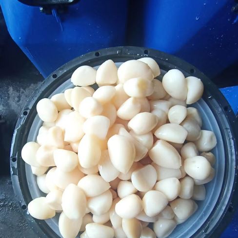 Fresh Raw Garlic in Brine From China